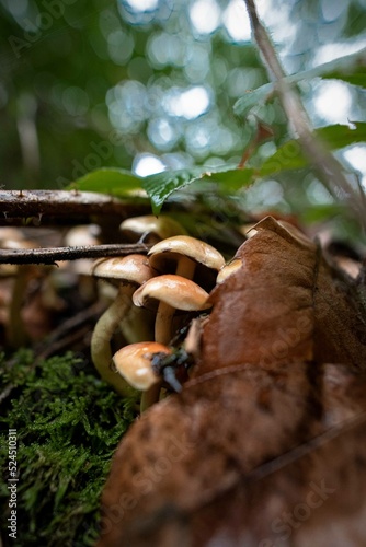 Champignons Mushrooms