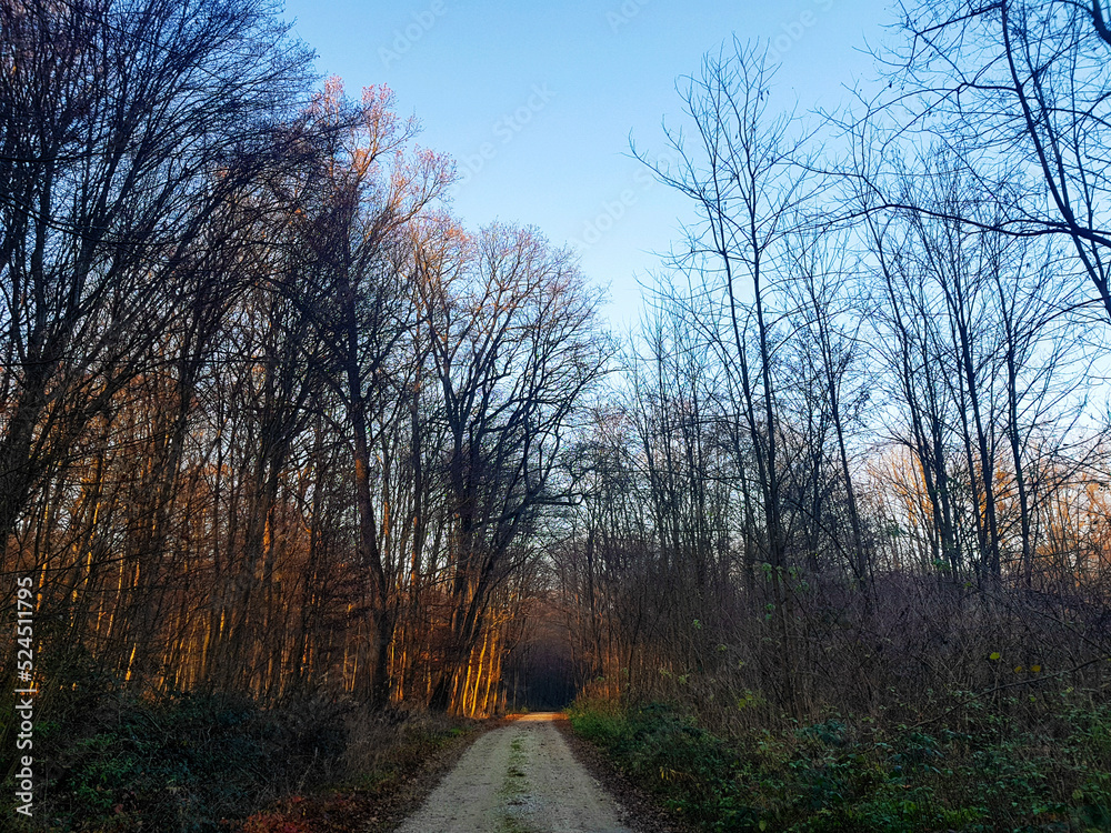 Fototapeta premium sunset through siluette of trees