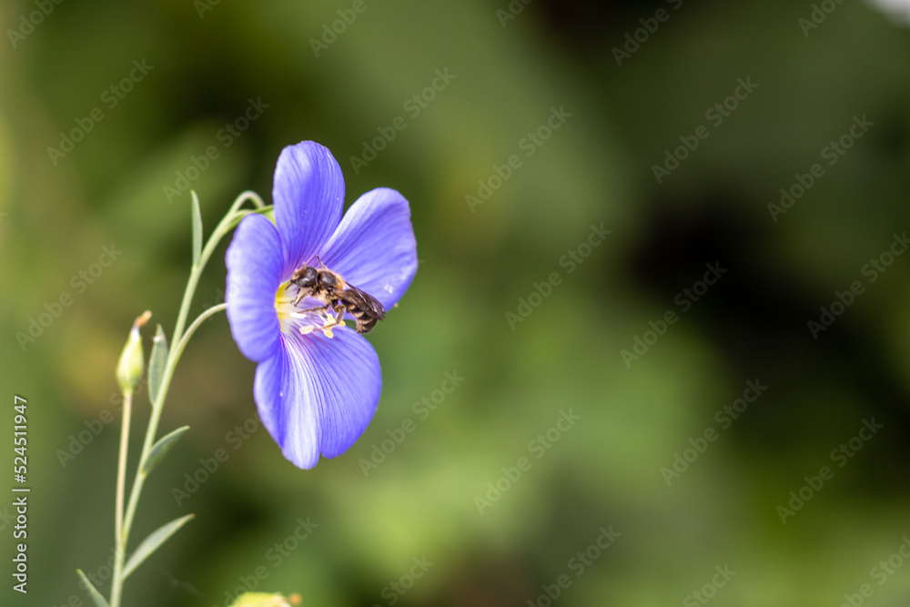 A bee flies up to the blue color of flax close-up on a blurred background. Place for an inscription. Copy space. Selective focus.