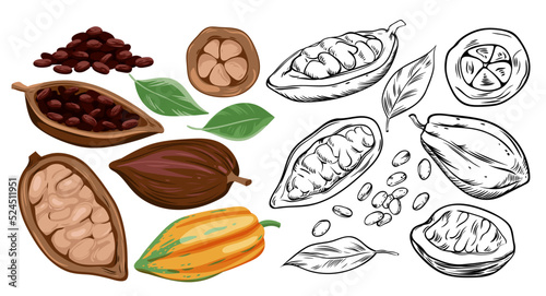 Cocoa beans set vector illustration. Cartoon isolated plant with pod and sketch black line icons of fruit from cocoa plantation and pile of healthy organic seeds for roasting, chocolate production