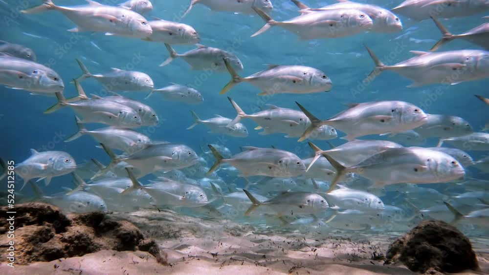 School of crevalle jack fish swimming in ocean
