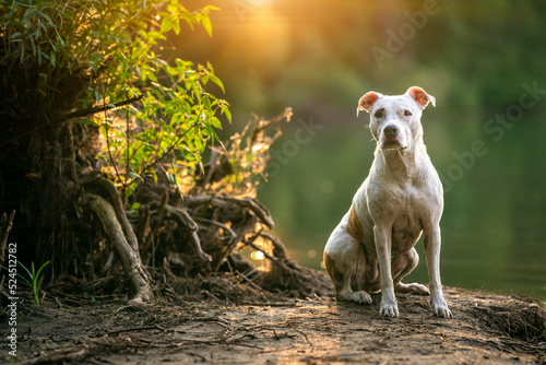 Quadro su tela pit bull terrier on the shore of the lake, dog in nature at sunset