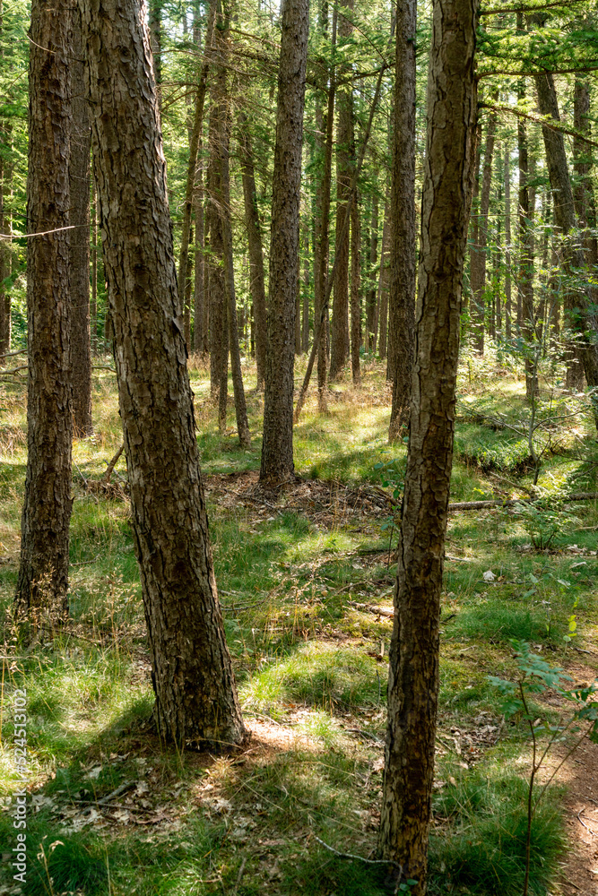 Obraz premium Larch trees near Driedorp in a forest in The Netherlands.