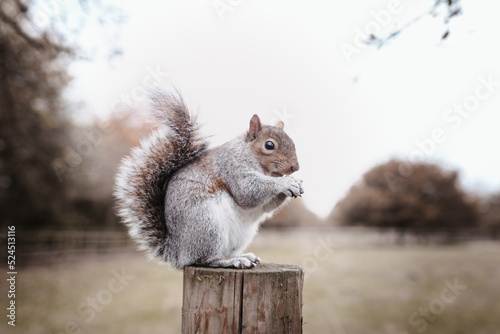 squirrel in the park photo