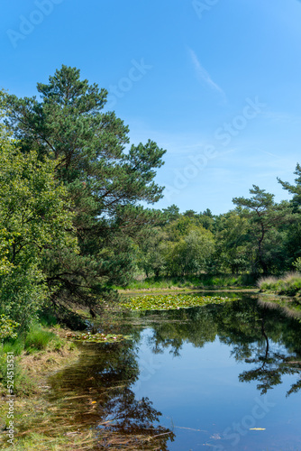 Natural on Appel estate (Landgoed Appel) near Nijkerk in The Netherlands.