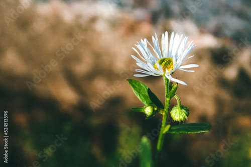 Beautiful flower of Erigeron annuus against blurred background in mystical autumn misty forest. Phalacroloma annuum - herbaceous plant of the family Compositae