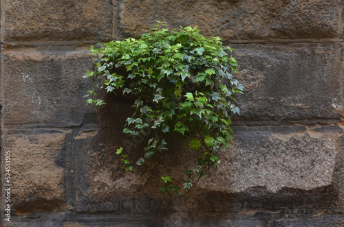 Ivy Plant on the Wall