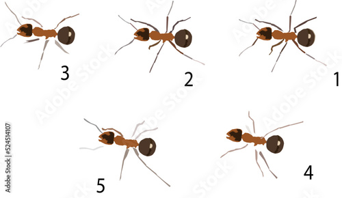 Ant walk cycle, image sequence for animation. © kishore chandra