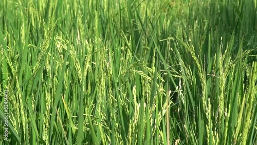 the atmosphere of the rice fields in the wind