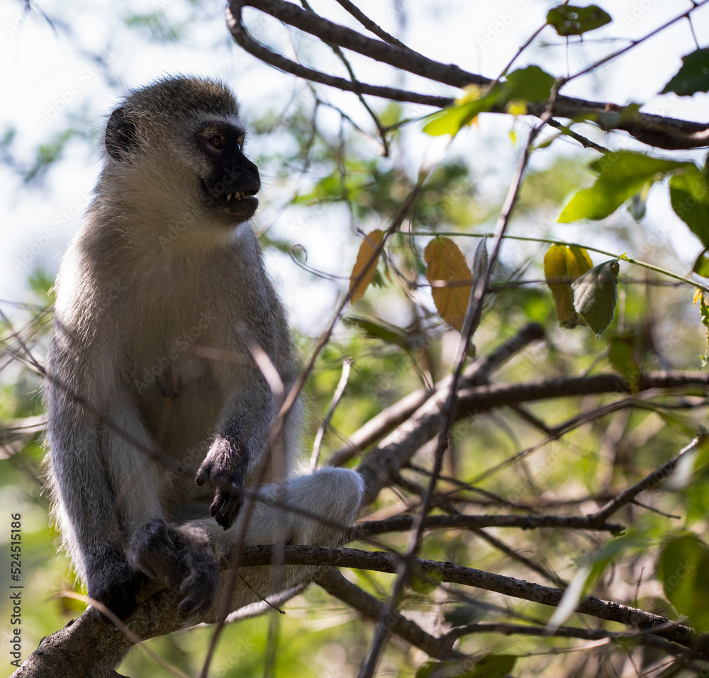 Obraz premium Vervet monkey also known as the green cercopithecus or vervet called 