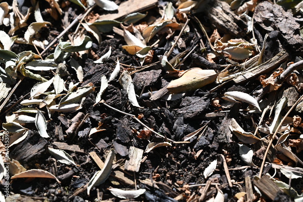 dried yellow leaves with black wooden chips dried yellow leaves with black wooden chips