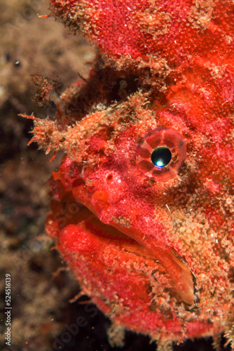 Behavioural observation of red frogfish in their marine habitat on the rocky sandy bottom, surrounded by seaweed.