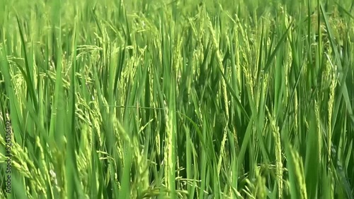 the atmosphere of the rice fields in the wind
