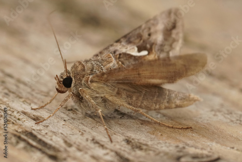 Closeup on the migratory silver Y moth, Autographa gamma with open wings on wood © Henk