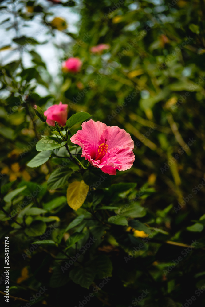 pink flower in the garden pink flower in the garden