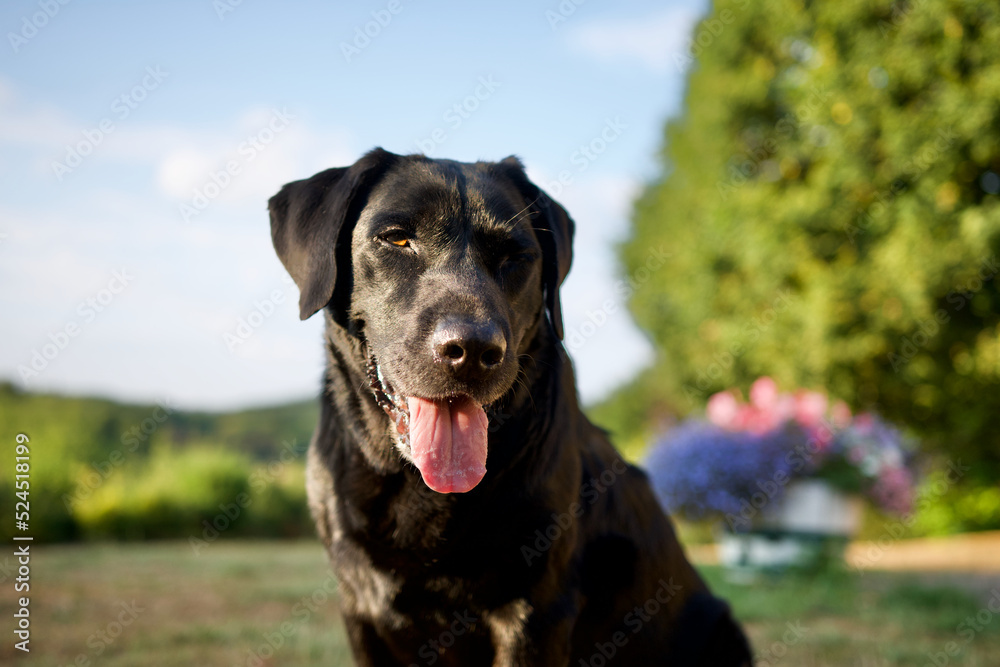 Beautiful sitting labrador dog portrait with in the background a colorful flowers pot in a Belgium countryside called condroz. There is a sunset light and this is summer. Beautiful sitting labrador dog portrait with in the background a colorful flowers pot in a Belgium countryside called condroz. There is a sunset light and this is summer.