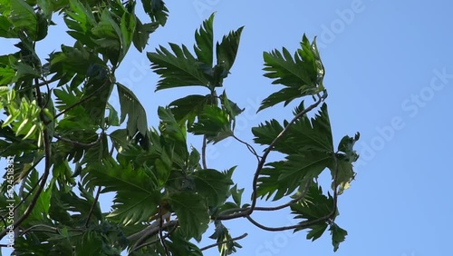 Artocarpus Altilis tree leaves blowing in the wind