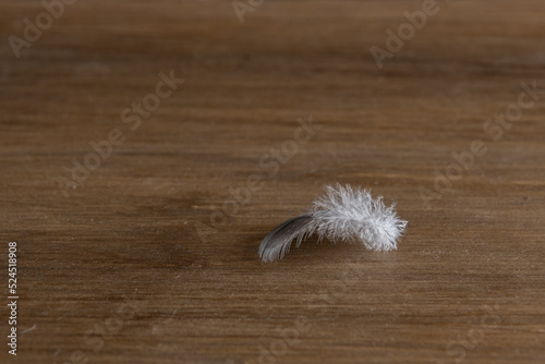 white and grey feather on wood with nature background