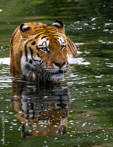 Siberian or Amur Tiger (Panthera tigris altaica)