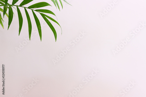 Image of tropical green palm over white background