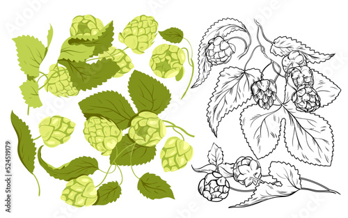 Hop plants set for craft beer production vector illustration. Cartoon isolated green Humulus lupulus herb with branches with cones and leaves, vintage hand drawn sketch with hop harvest from field
