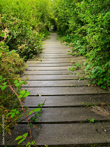 path in the woods  Fenor Bog  Waterford  Ireland