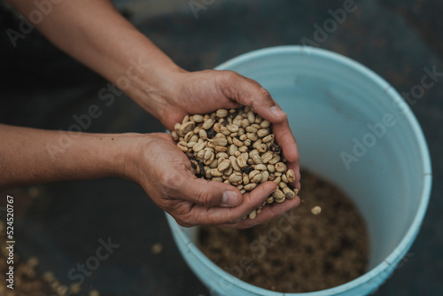 Coffee grains in hans