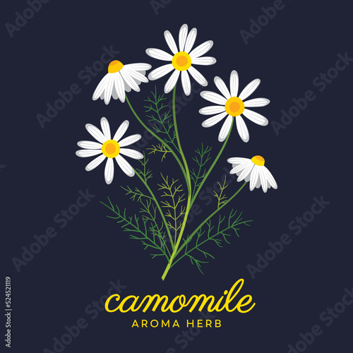 Camomile herb bouquet. Original, hand-drawn vector illustration. Ideal for packaging, SPA, baby products, tea, healthcare, etc. Flower Camomile, Chamomile. Summer daisy herb.