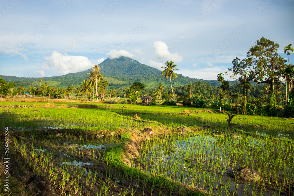 Obraz premium View of rice fields with the background of Mount Seulawah, Aceh, Indonesia.