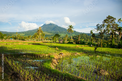 View of rice fields with the background of Mount Seulawah, Aceh, Indonesia.