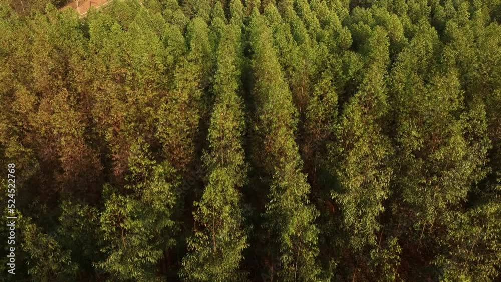 Filme aéreo, de floresta de reflorestamento, com eucaliptus voltado para a fabricação de papel e celulose, em Limeira, São Paulo, Brasil