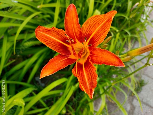 An orange flower in the garden. Tiger lily.