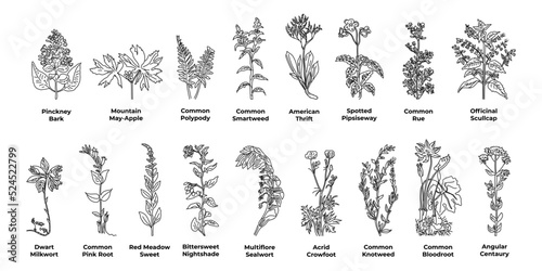 A set of sketches healing plants of america