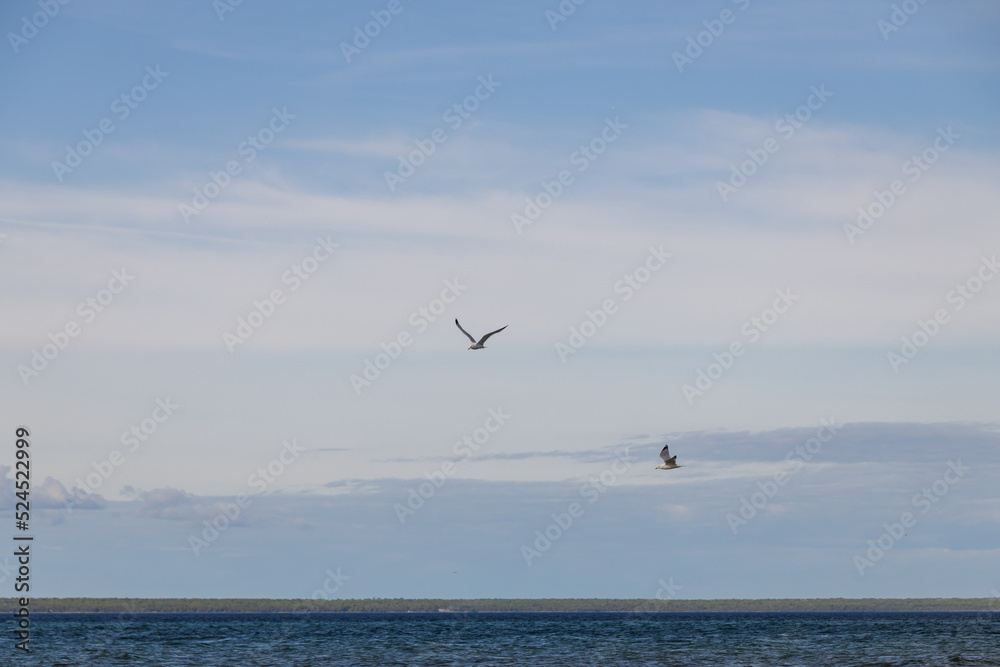 Seagulls flying with blue sky and white clouds in background
Seagulls flying with blue sky and white clouds in background
