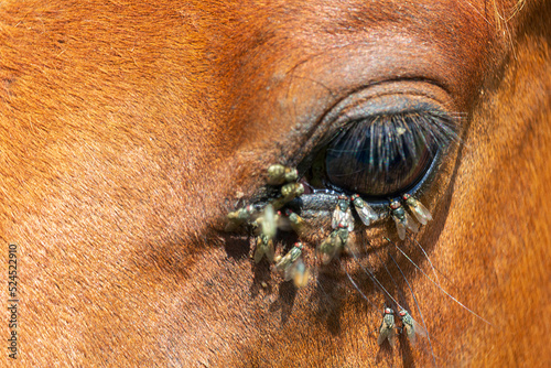 Detail of fly on horse eye. Annoying insect cause inflammation photo