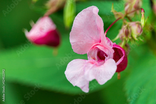 Himalayan balsam, impatiens glandulifera wild flower. Plant background photo