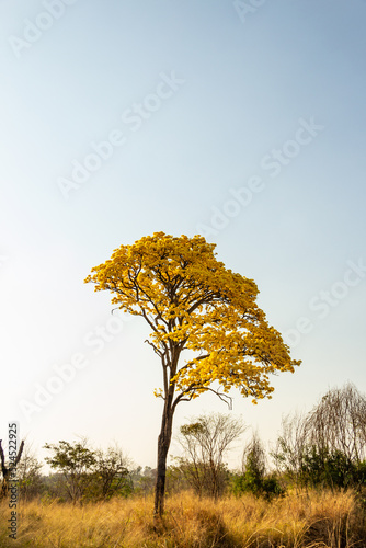 Um ipe amarelo florido as margens da rodovia BR-153 em Goias. Handroanthus albus.