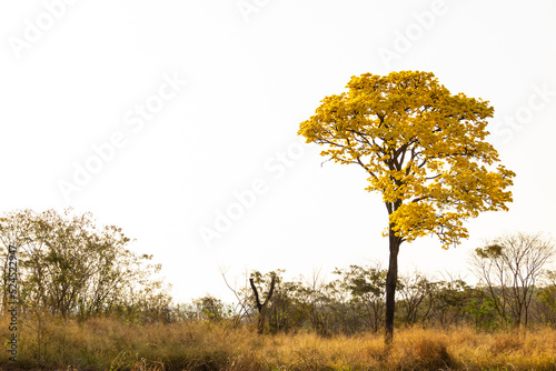 Um ipe amarelo florido as margens da rodovia BR-153 em Goias. Handroanthus albus. photo