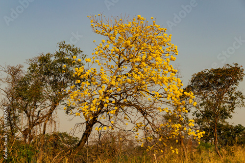 Um ipe amarelo florido as margens da rodovia BR-153 em Goias. Handroanthus albus.