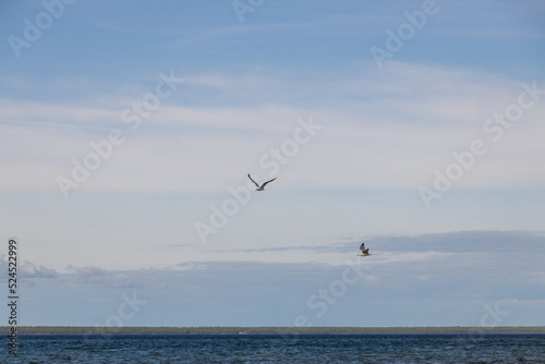 Seagulls flying with blue sky and white clouds in background  © Martina