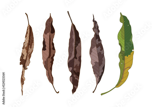 dry mango leaves and leaf brown isolated paint on white background illustration vector
 photo