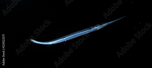 Needlefish swimming mid-water in the darkness of the underwater night