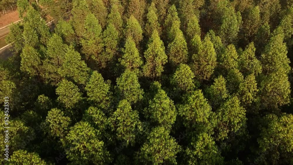 Filme aéreo, de floresta de reflorestamento, com eucaliptus voltado para a fabricação de papel e celulose, em Limeira, São Paulo, Brasil