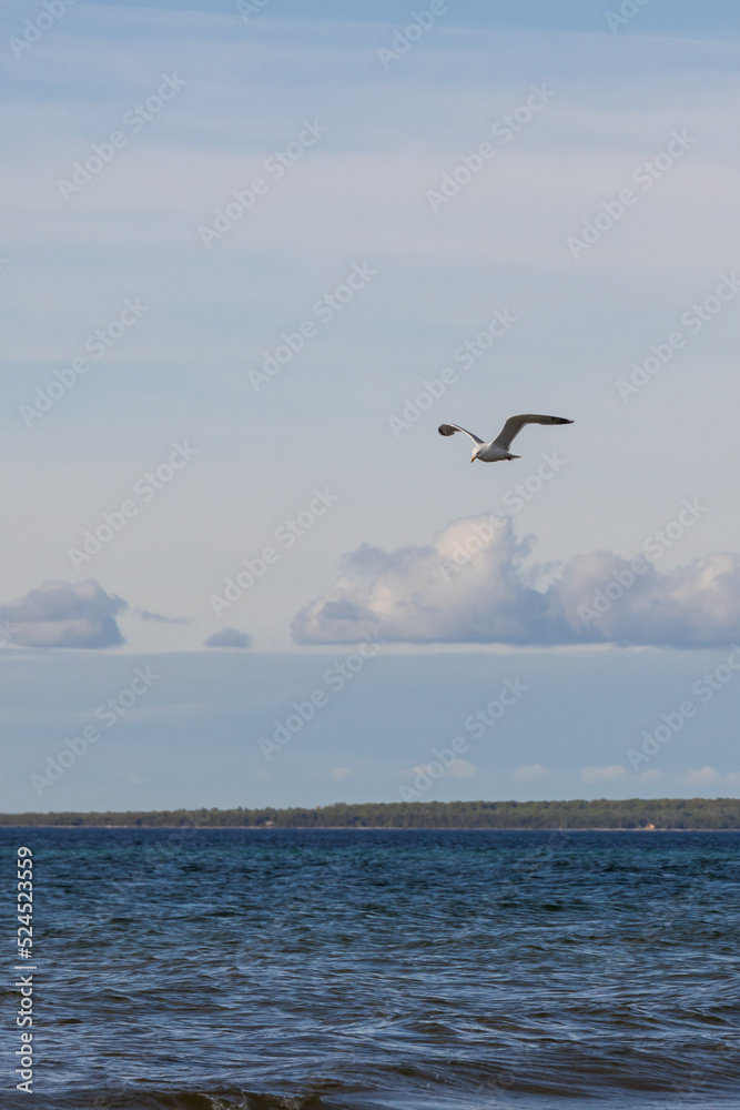 Seagulls flying with blue sky and white clouds in background
