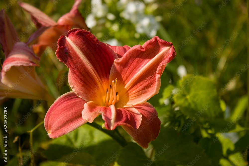 A burgundy-brown daylily with a yellow center, very beautiful, against a blurred background of garden greenery.