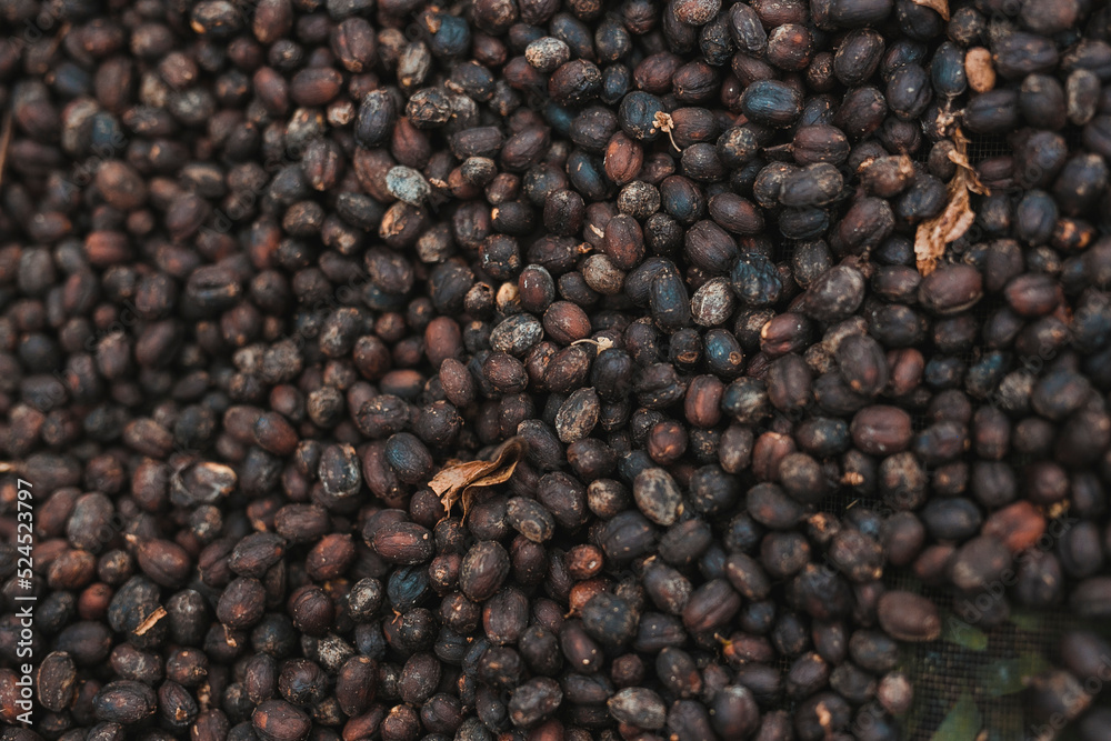 Drupe coffee