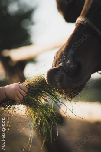 child feeding a horse