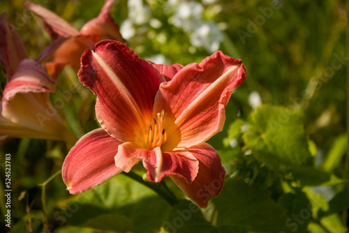 A burgundy-brown daylily with a yellow center, very beautiful, against a blurred background of garden greenery. © Volha