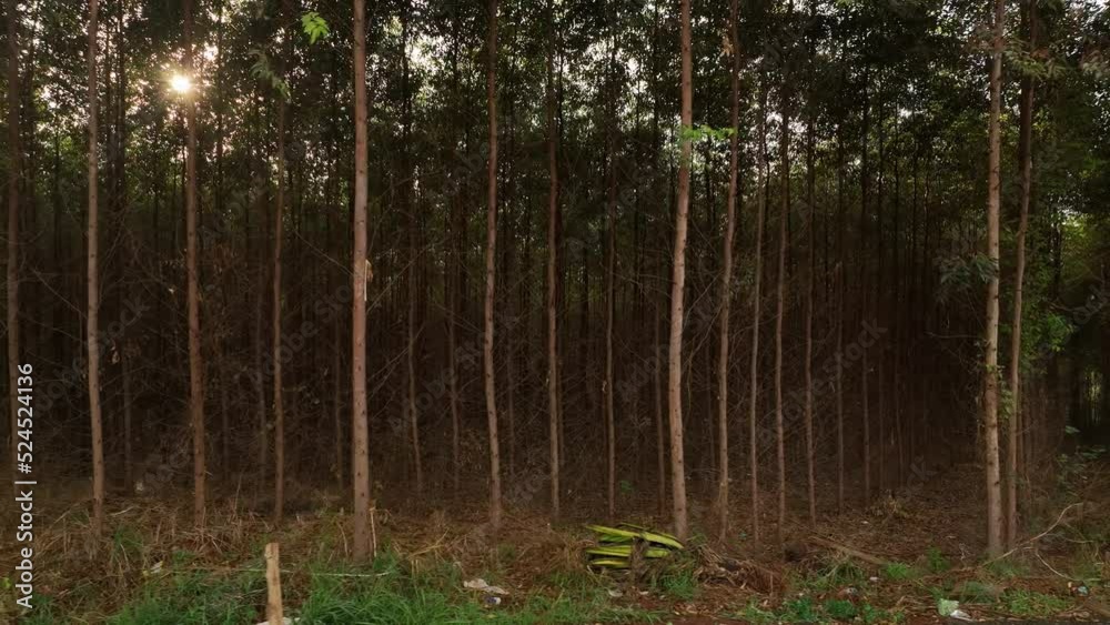 Filme aéreo, de floresta de reflorestamento, com eucaliptus voltado para a fabricação de papel e celulose, em Limeira, São Paulo, Brasil