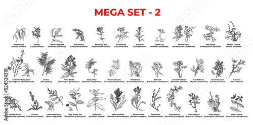 Mega set of natural plants of america, sketch. photo